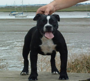 robs_bull_dogs_3.jpg