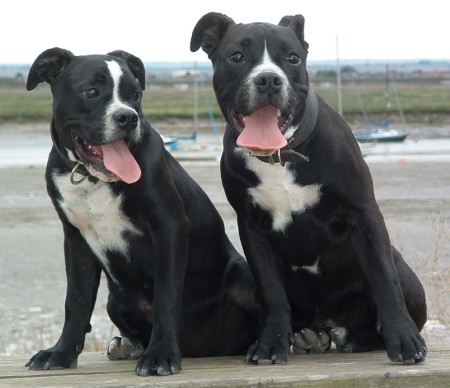 robs_bull_dogs_1.jpg